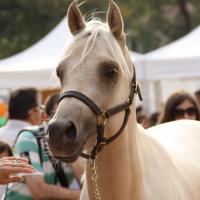 étalon palomino DSA loudjil10