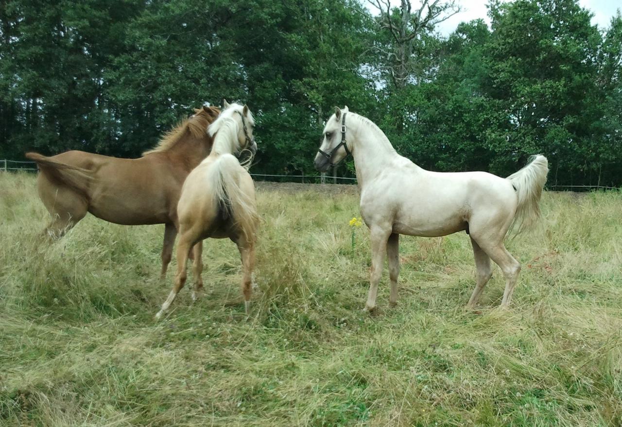 étalon palomino DSA loudjil11