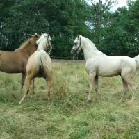étalon palomino DSA loudjil11