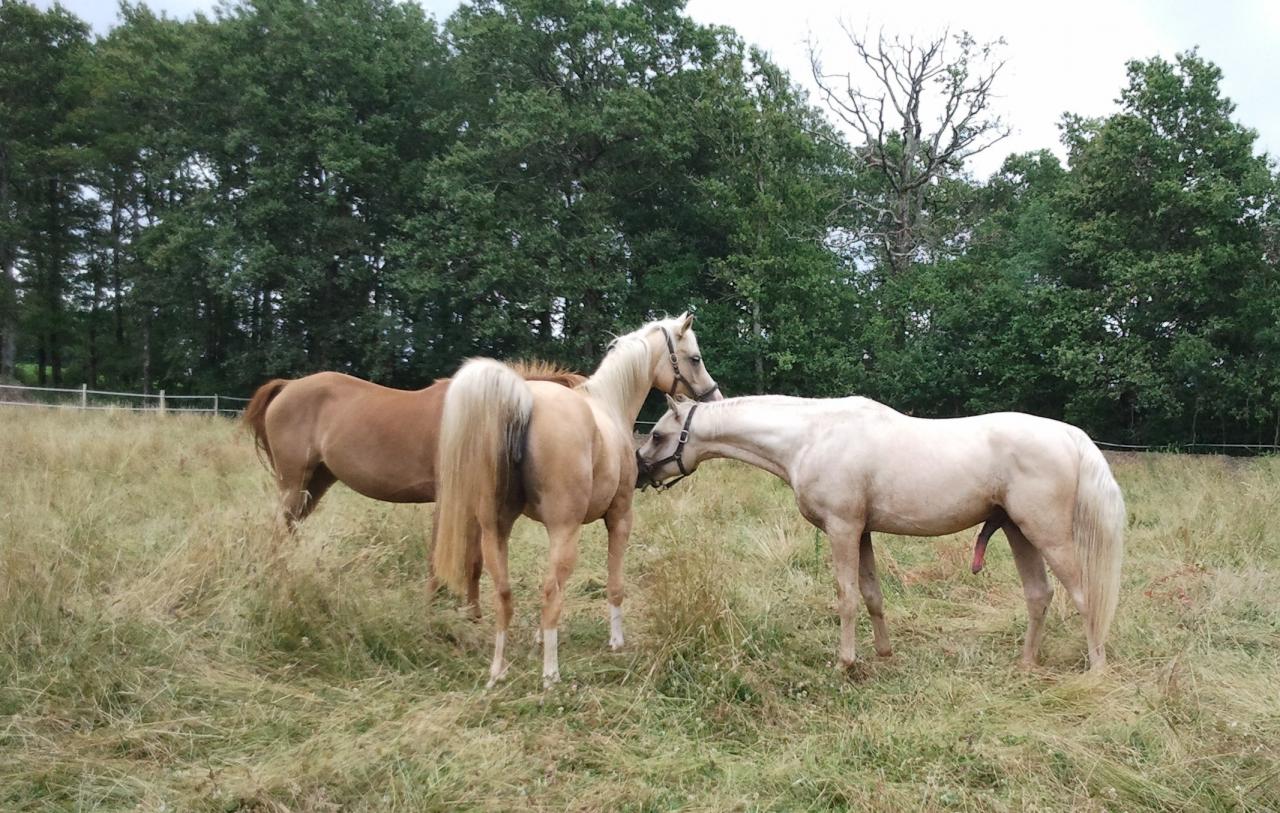 étalon palomino DSA loudjil12