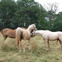 étalon palomino DSA loudjil12