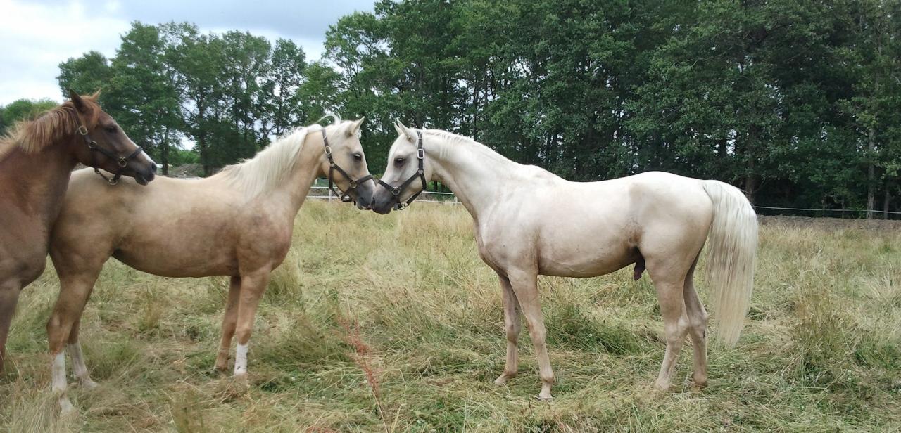 étalon palomino DSA loudjil13