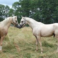 étalon palomino DSA loudjil13