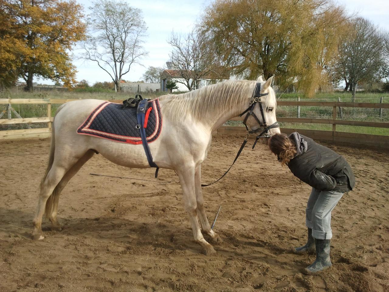 étalon palomino DSA loudjil16