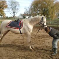 étalon palomino DSA loudjil16