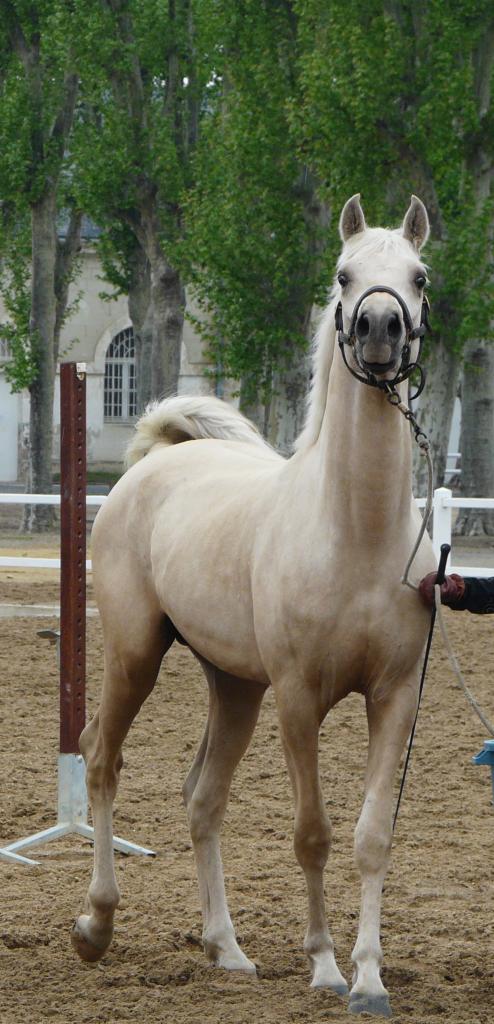 étalon palomino DSA loudjil2