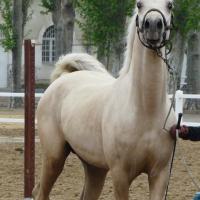étalon palomino DSA loudjil2