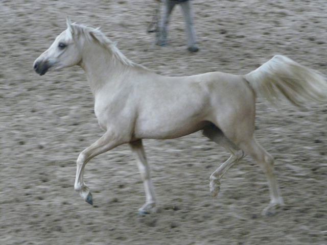 étalon palomino DSA loudjil3