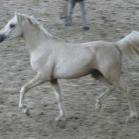 étalon palomino DSA loudjil3