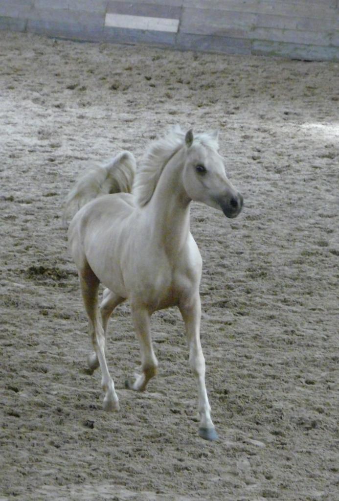 étalon palomino DSA loudjil4