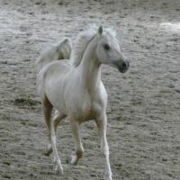 étalon palomino DSA loudjil4