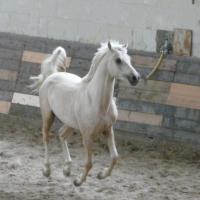 étalon palomino DSA loudjil5