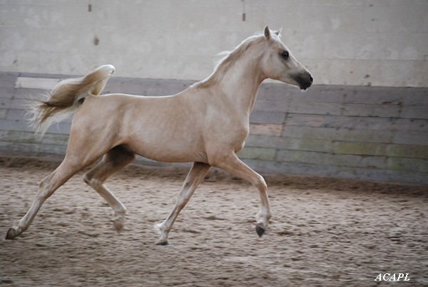 étalon palomino DSA loudjil6