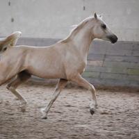 étalon palomino DSA loudjil6