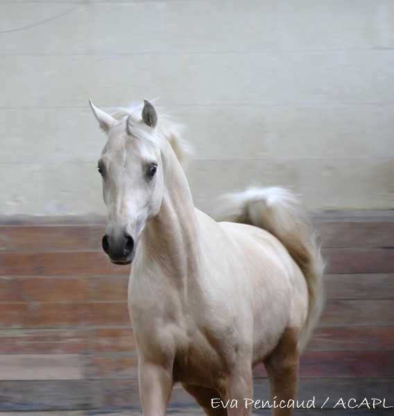 étalon palomino DSA loudjil7