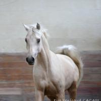 étalon palomino DSA loudjil7