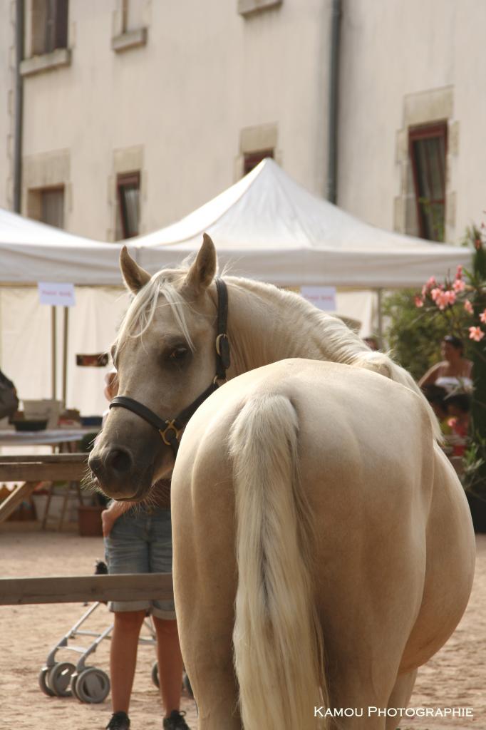 étalon palomino DSA loudjil8