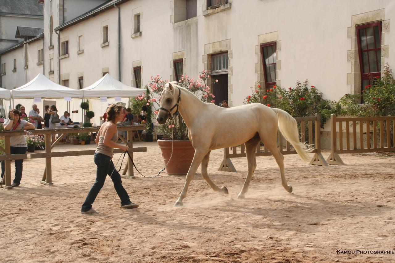 étalon palomino DSA loudjil9