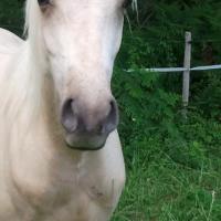 étalon palomino DSA poulain loudjil