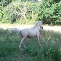 étalon palomino DSA poulain loudjil1