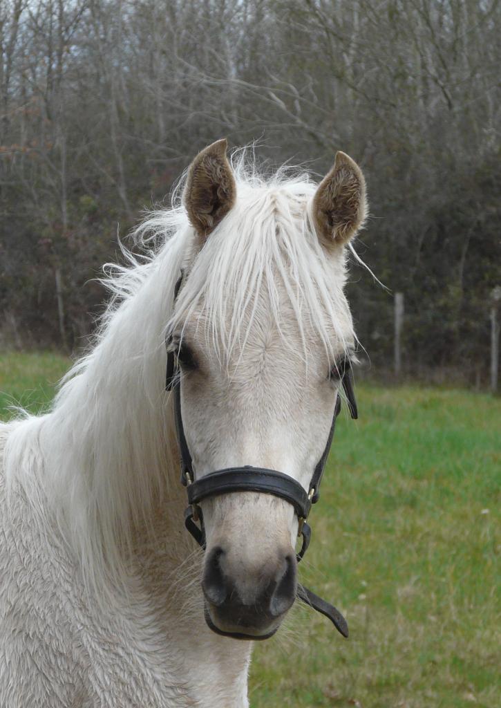 étalon palomino DSA poulain loudjil10