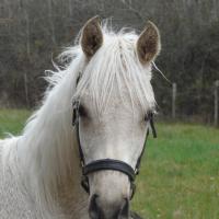 étalon palomino DSA poulain loudjil10