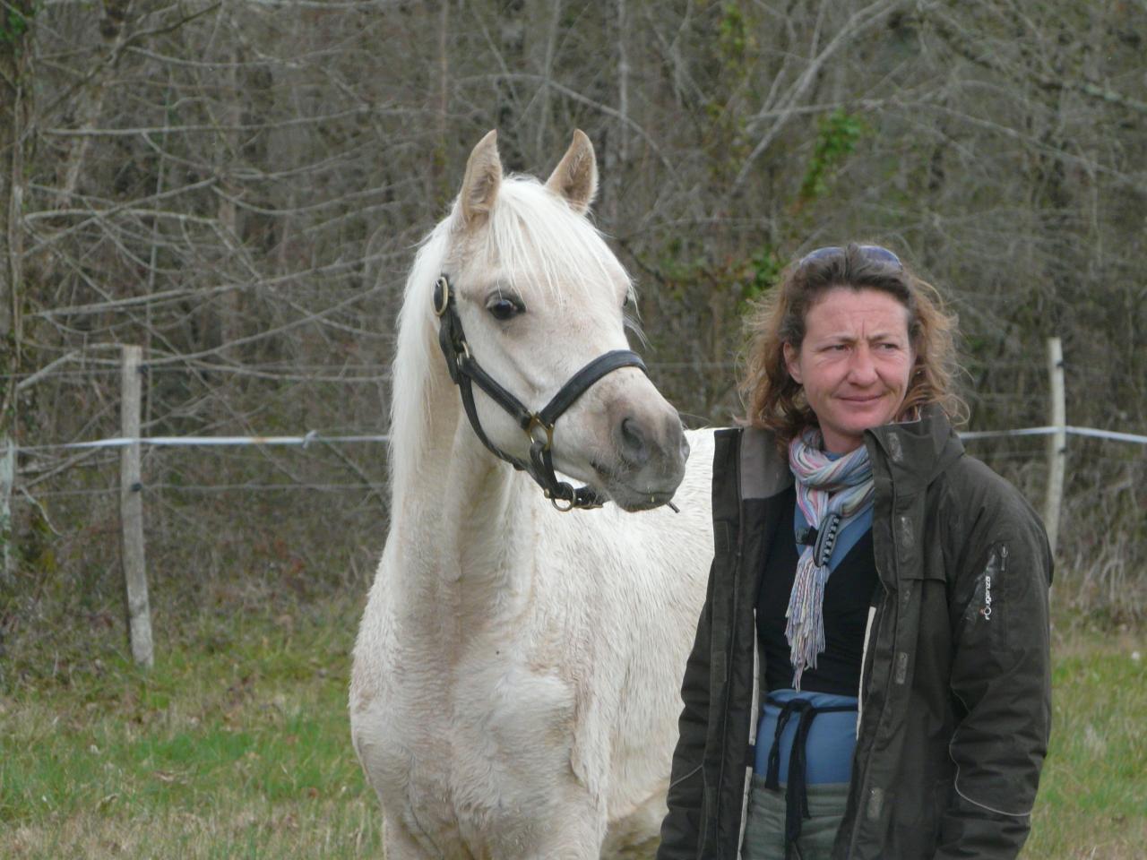 étalon palomino DSA poulain loudjil11