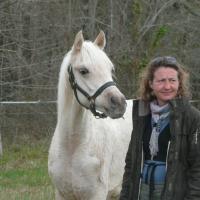 étalon palomino DSA poulain loudjil11