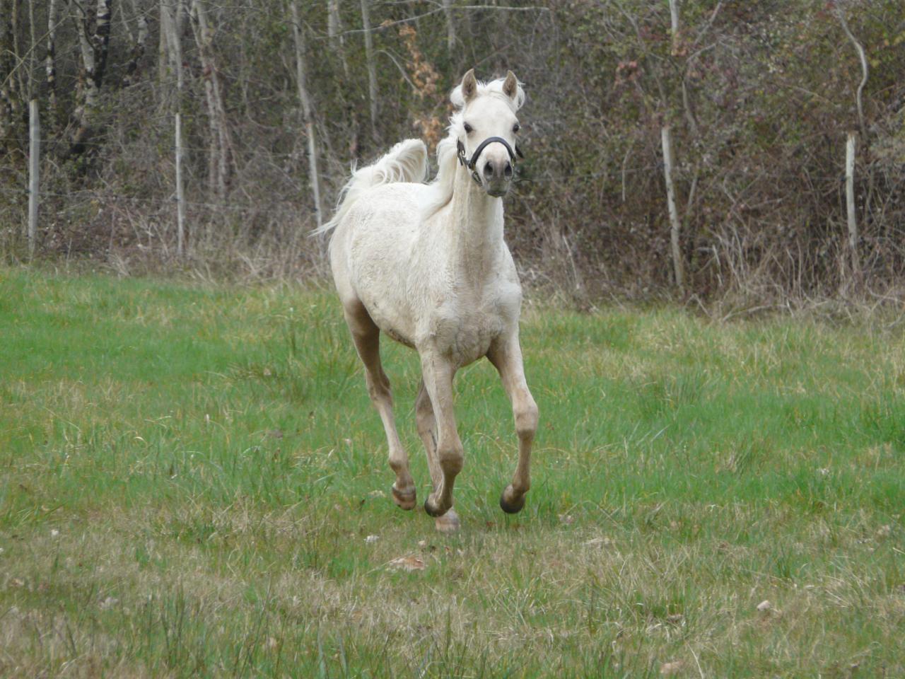 étalon palomino DSA poulain loudjil12