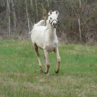 étalon palomino DSA poulain loudjil12