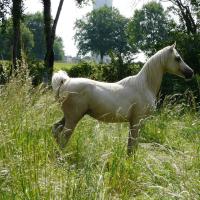 étalon palomino DSA poulain loudjil13