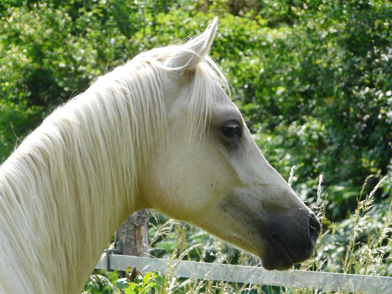 étalon palomino DSA poulain loudjil14