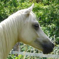 étalon palomino DSA poulain loudjil14