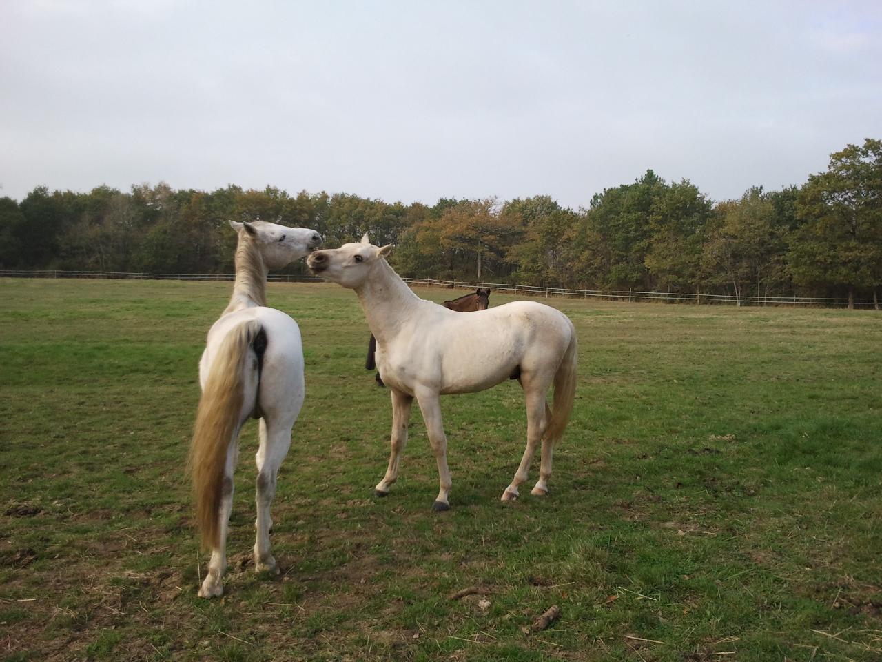 étalon palomino DSA poulain loudjil2