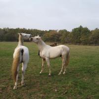 étalon palomino DSA poulain loudjil2