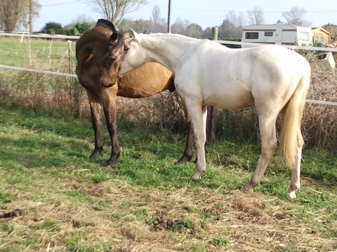 étalon palomino DSA poulain loudjil3