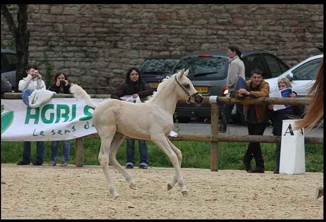 étalon palomino DSA poulain loudjil4