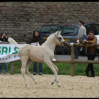 étalon palomino DSA poulain loudjil4