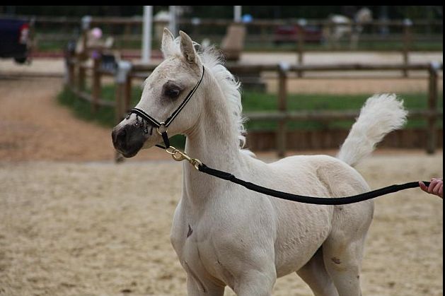 étalon palomino DSA poulain loudjil5