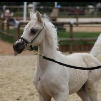étalon palomino DSA poulain loudjil5