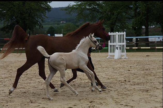 étalon palomino DSA poulain loudjil6