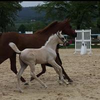 étalon palomino DSA poulain loudjil6