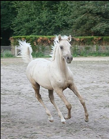 étalon palomino DSA poulain loudjil8