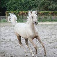 étalon palomino DSA poulain loudjil8