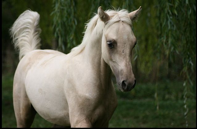 étalon palomino DSA poulain loudjil9