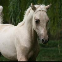 étalon palomino DSA poulain loudjil9