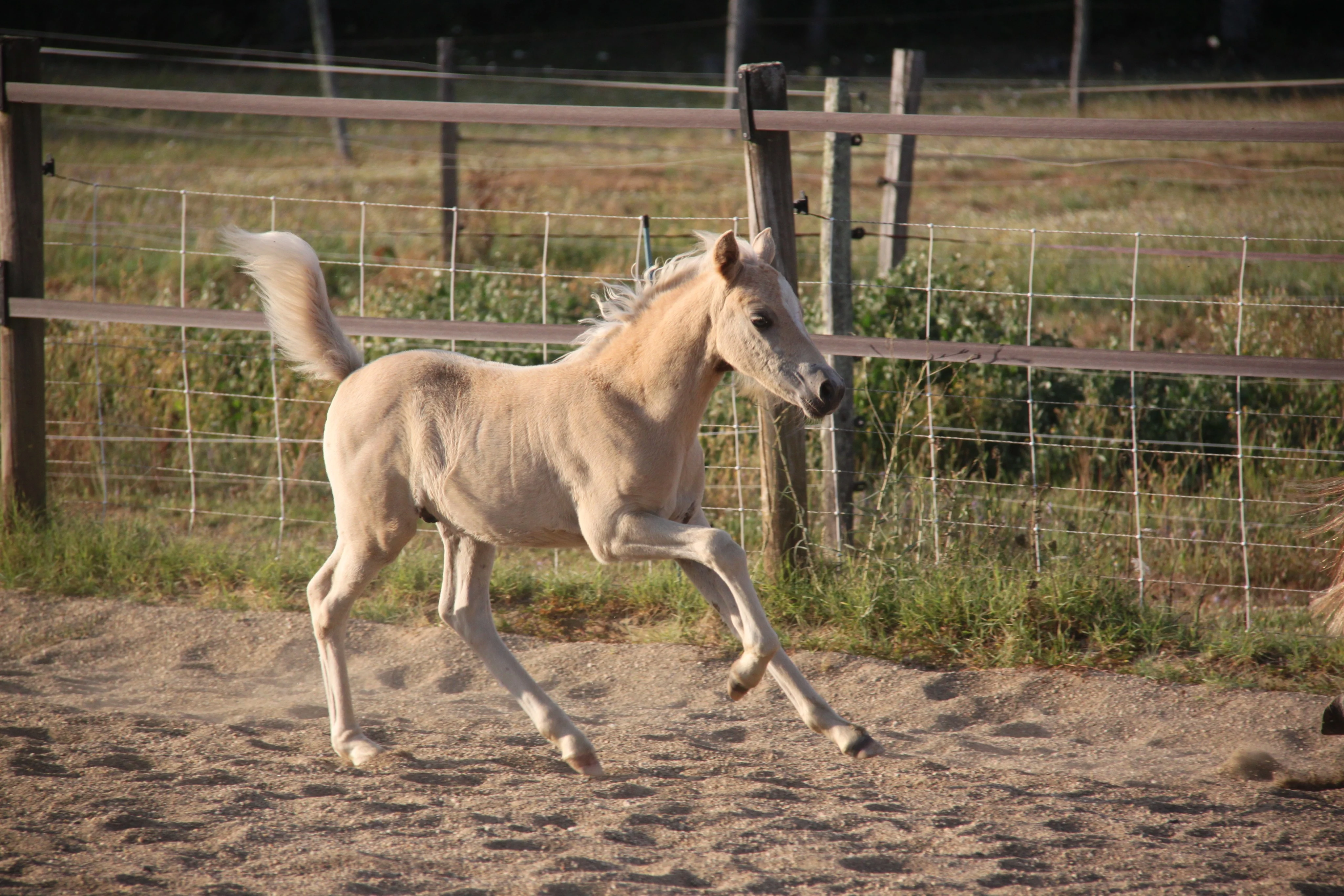 Img 0527