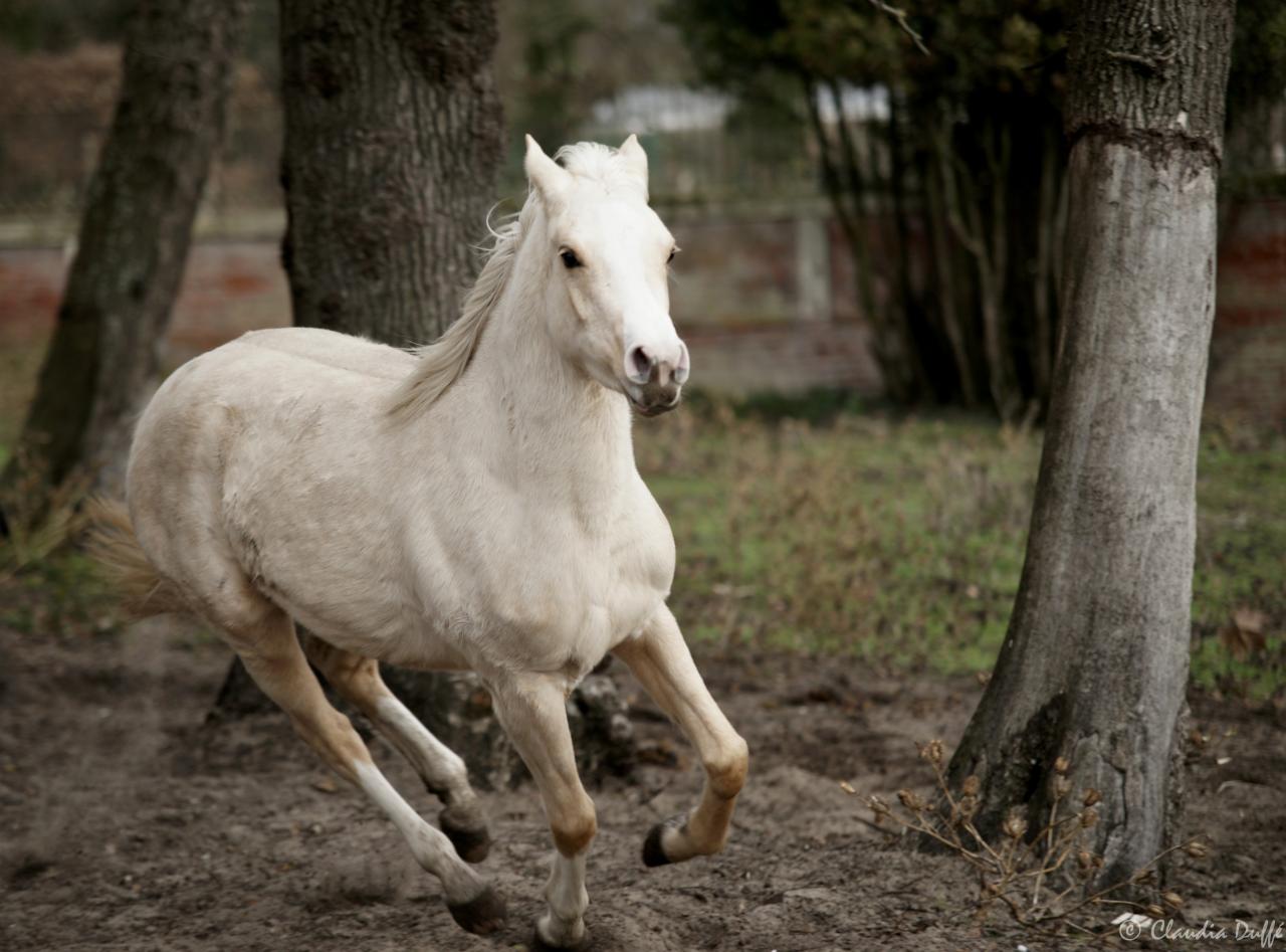 jument palomino DSA loudjil