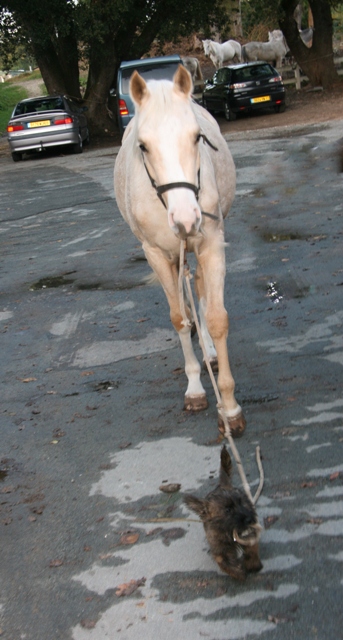 jument palomino DSA loudjil10