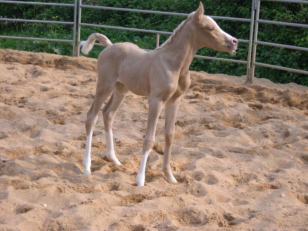 jument palomino DSA loudjil14